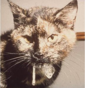 makiandampars - FCV in cats