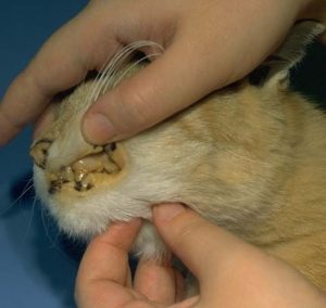 makiandampars - jaundice in cats