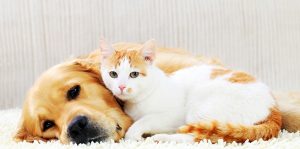 makiandampars - suggestions for immune system enhancement in pets