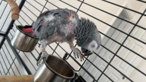 makiandampars - bird depression