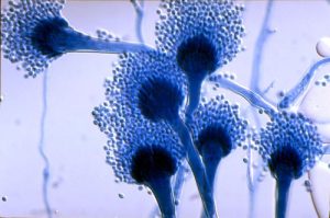 makiandampars - aspergillus
