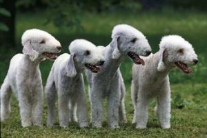 makiandampars - copper associated hepatopathy in bedlington terrier