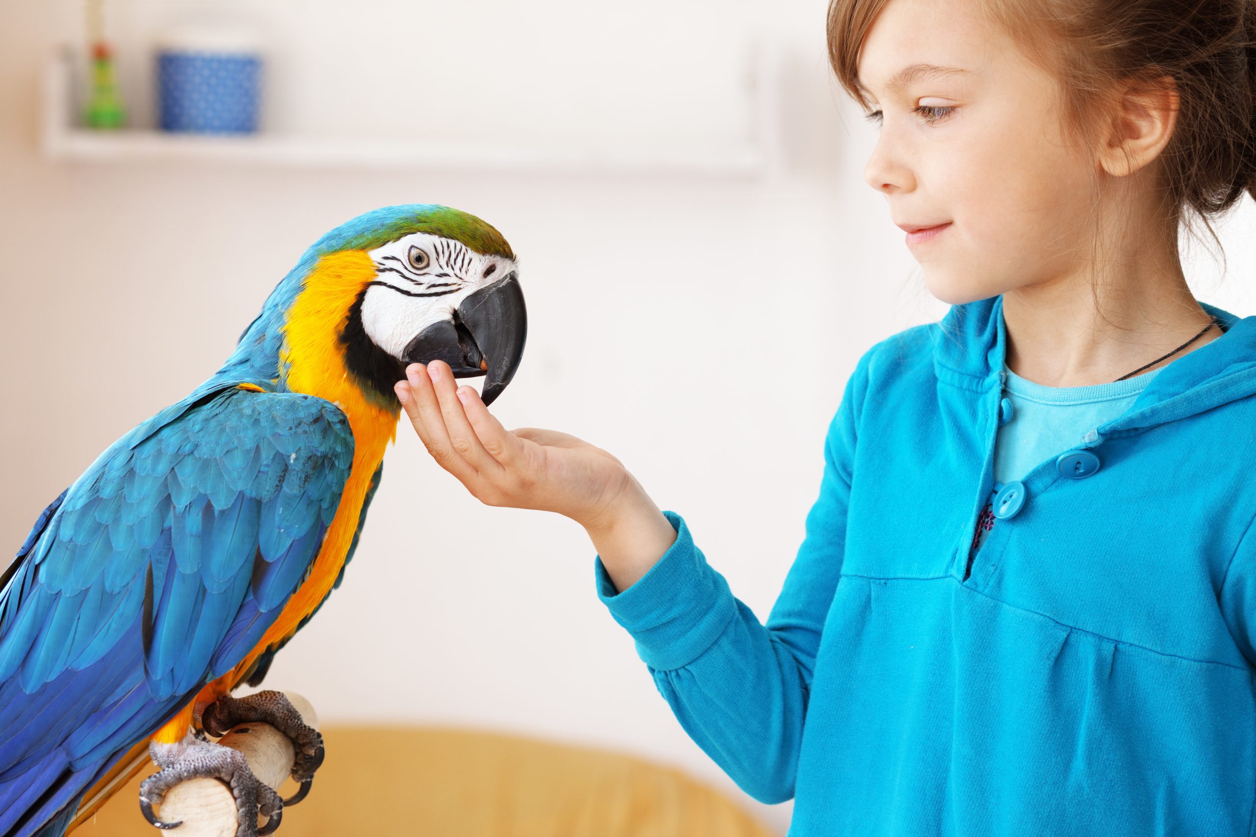 makiandampars - parrot fever review