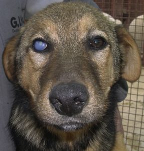 makiandampars - infectious canine hepatitis