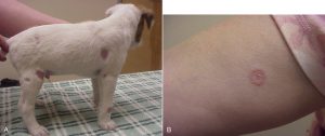 makiandampars - dermatophytosis transmission to human