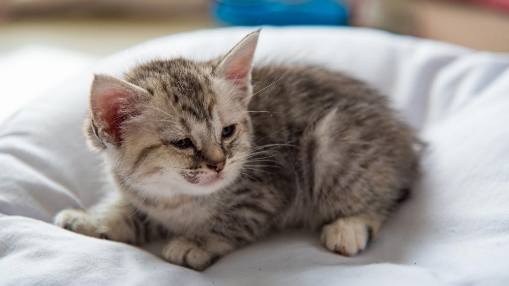 makiandampars - feline calicivirus