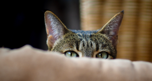 makiandampars - cat anxiety