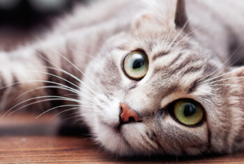 makiandampars - liver inflammation in cats