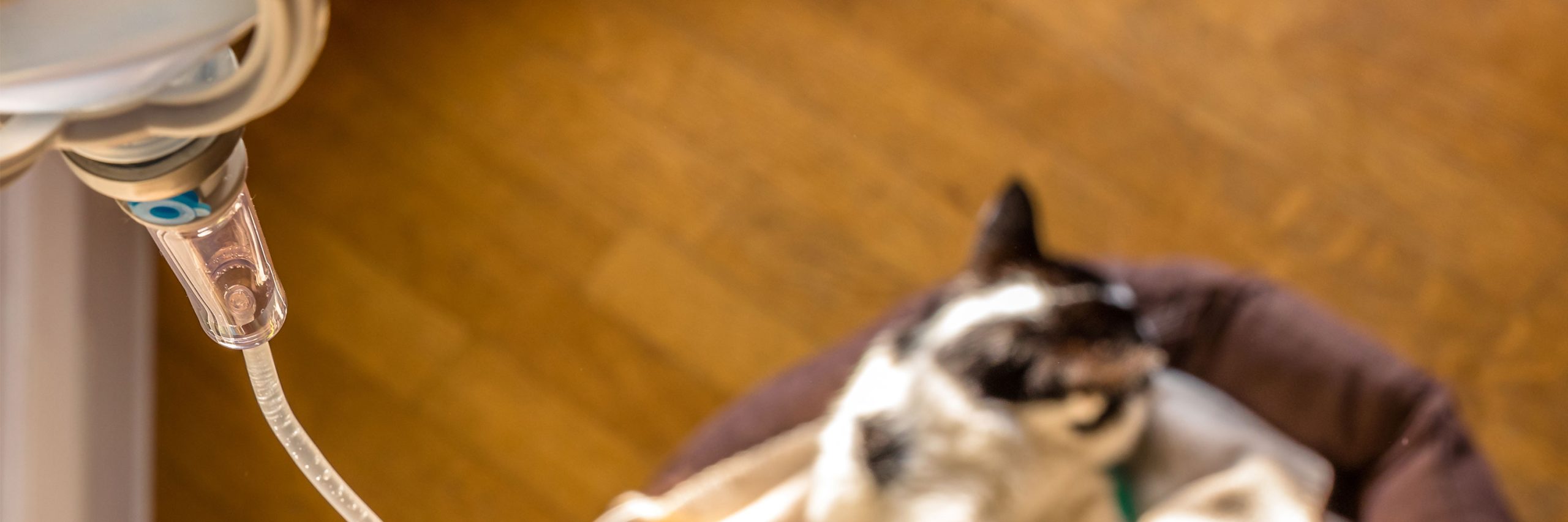 makiandampars - chronic kidney disease in cats