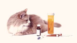 makiandampars - NSAID nephrotoxicity in cats