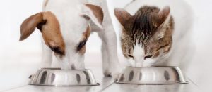 makiandampars - gastrointestinal health in cats and dogs and diseases affecting this system