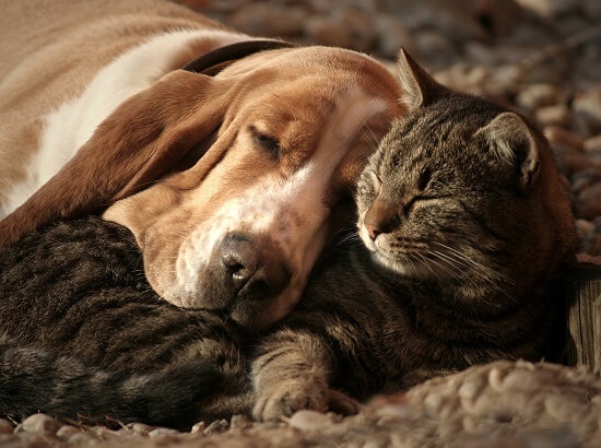 makiandampars - senior cats and dogs