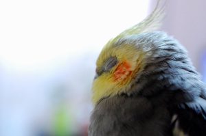 makiandampars - bird depression