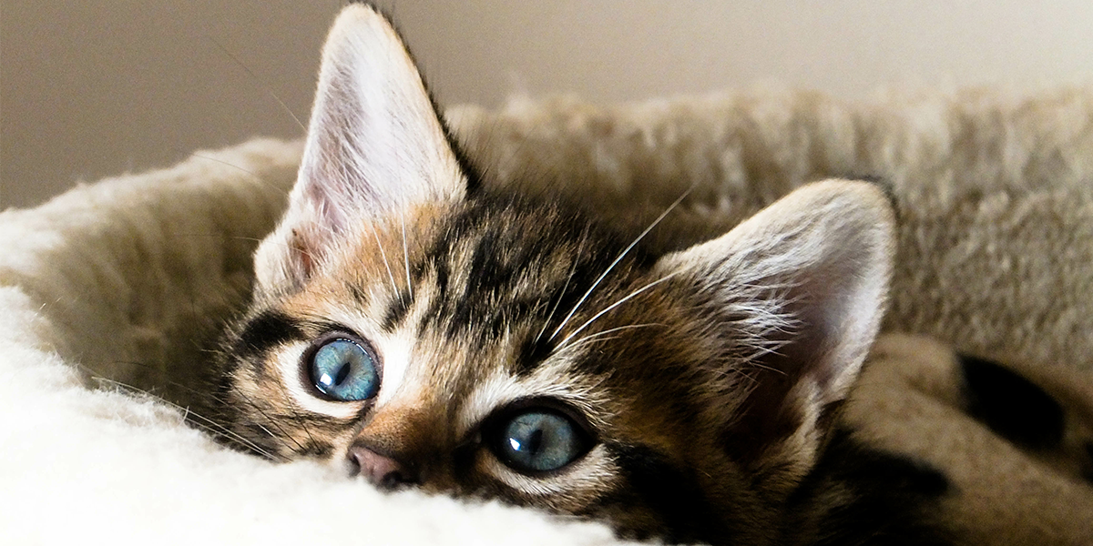 makiandampars - cat illnesses