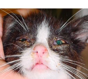 makiandampars - feline URD