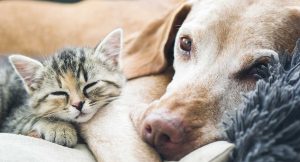 makiandampars - liver health and function in cats and dogs