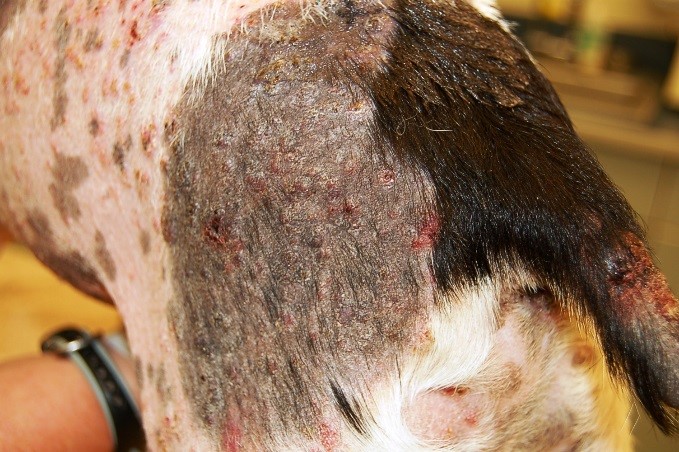 makiandampars - dermatophytosis in pet animals