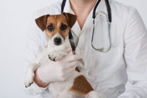 بیماری‌های شایع سگ و راه‌های پیشگیری