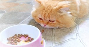 تصویر علت غذا نخوردن و بی اشتهایی گربه