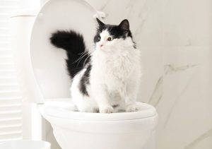 دستشویی گربه; آموزش صاحبان گربه برای دستشویی