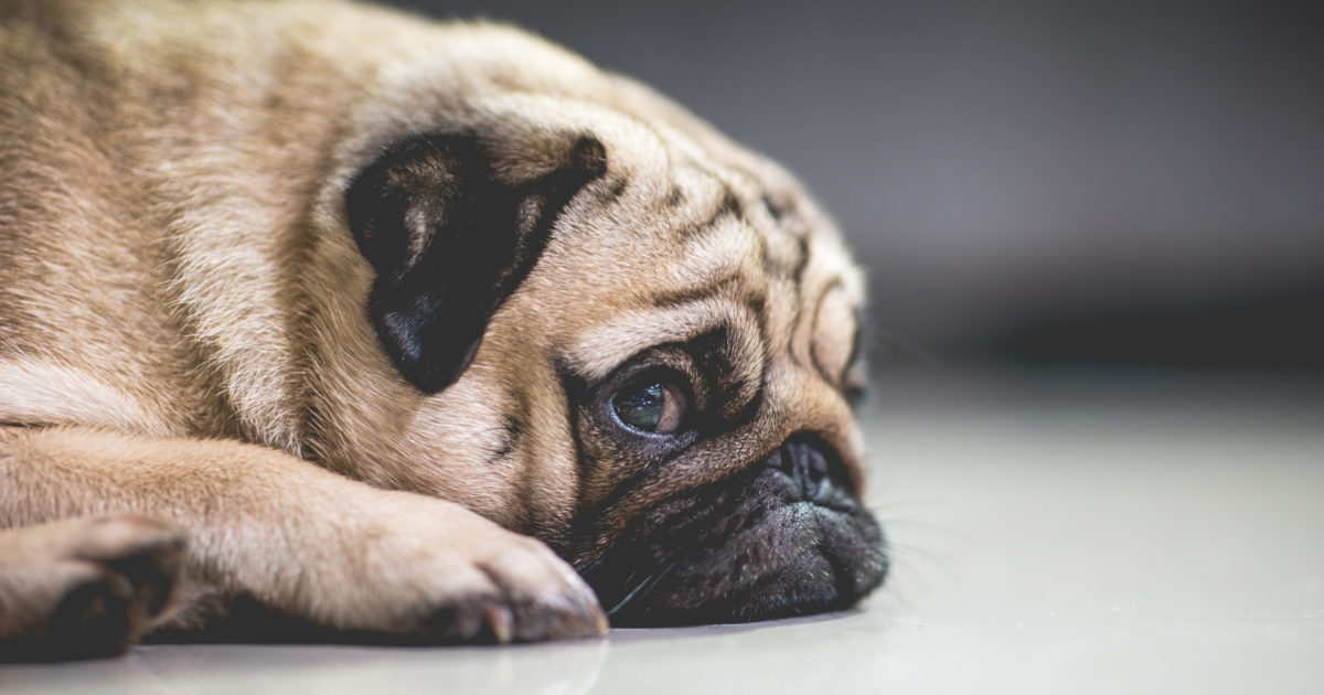 makiandampars - stress and anxiety in dogs