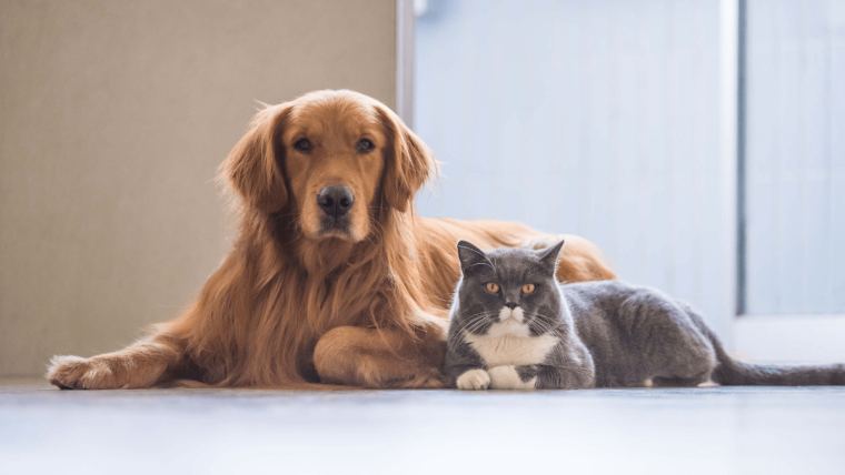 makiandampars - synbiotcs in pet review