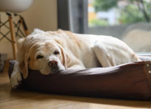 makiandampars - dog lethargy