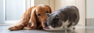makiandampars - gastrointestinal health in cats and dogs