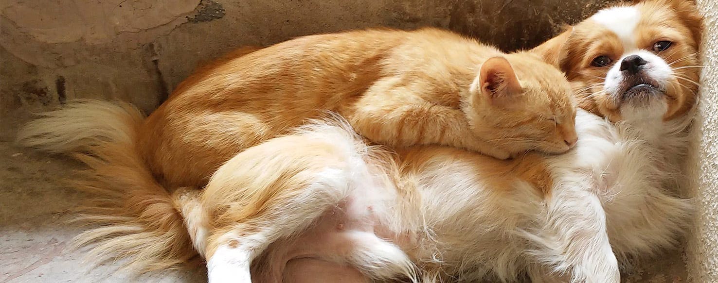 makiandampars - gastroenteritis in cats and dogs