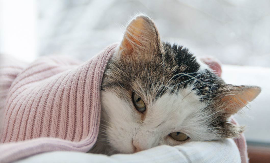 makiandampars - stress and anxiety in cats