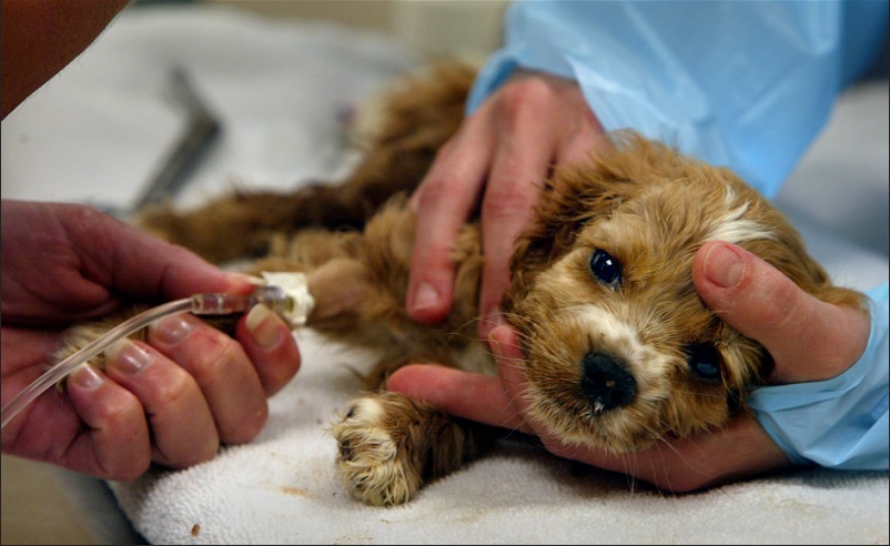makiandampars - canine parvovirus
