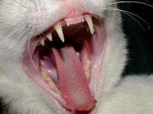 makiandampars - oral health