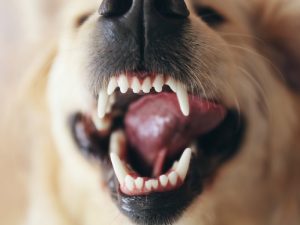 makiandampars - oral health