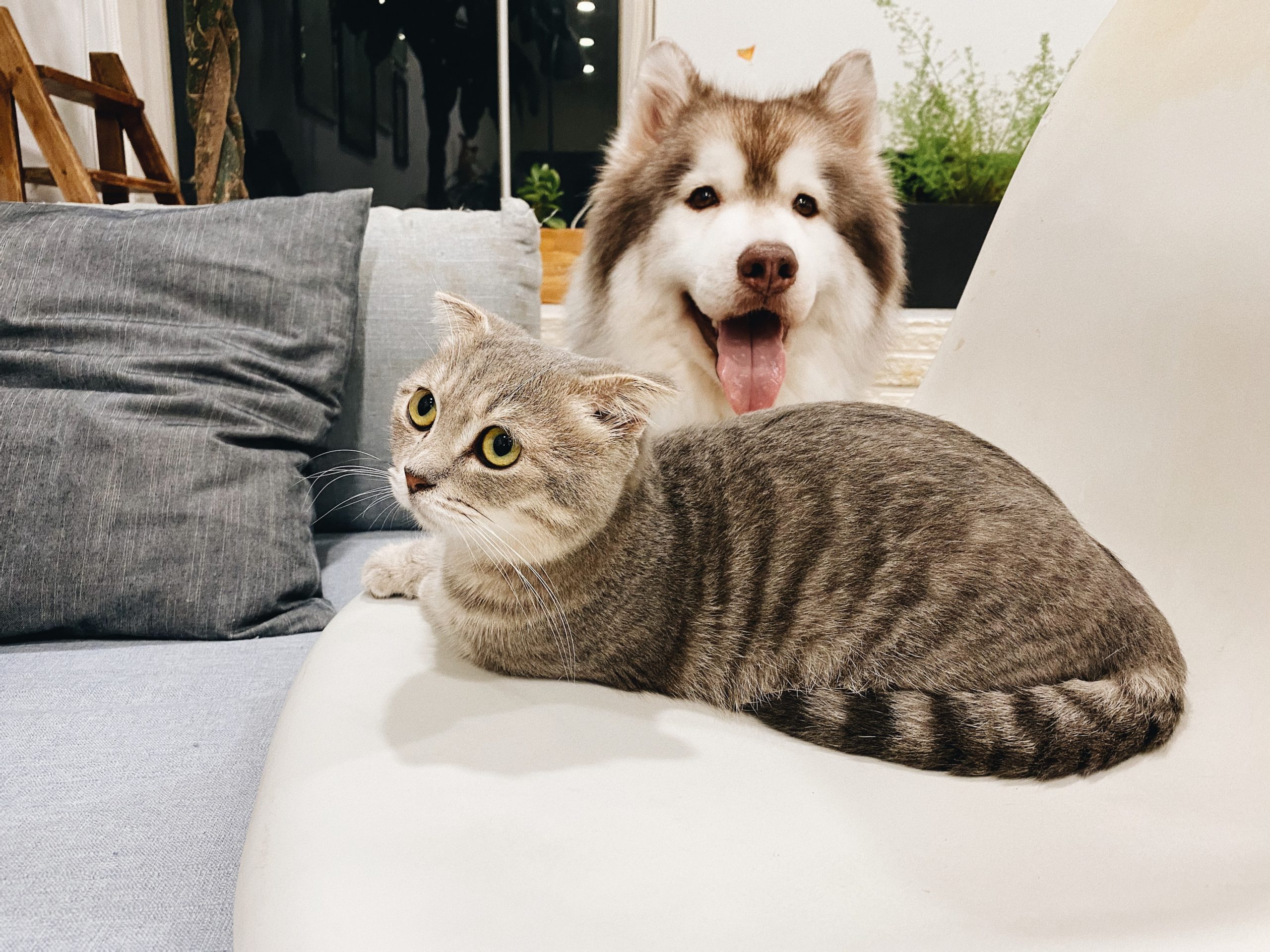 makiandampars - cat and dog kidney disease