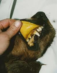 makiandampars - icterus in dog