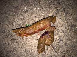 makiandampars - hematochezia in dogs