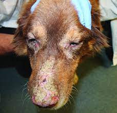 makiandampars - pemphigus in dogs