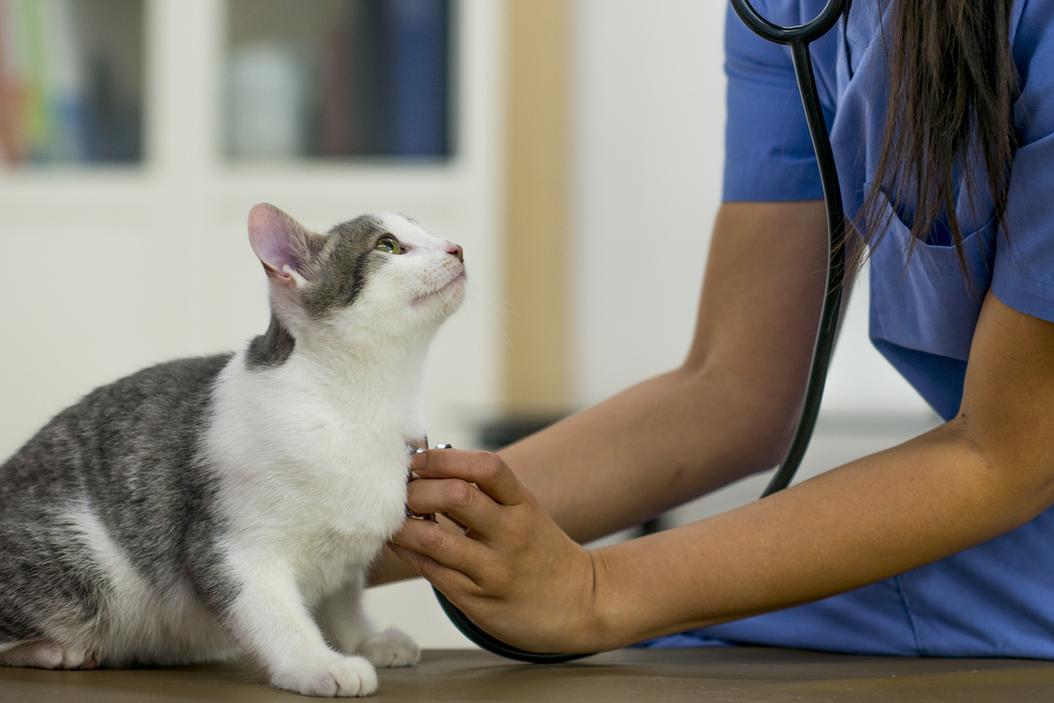 makiandampars - heart failure in cats