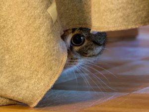 makiandampars - cat anxiety