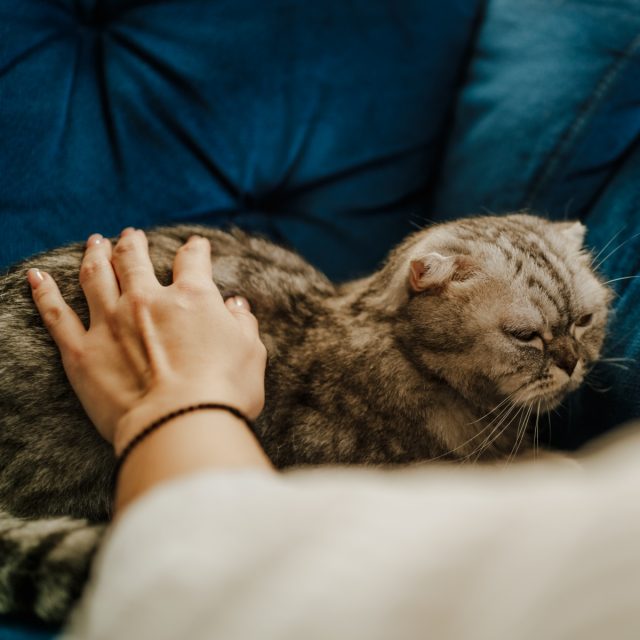 makiandampars - IBD in cats