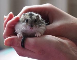 makiandampars - hamster care