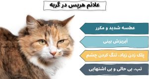هرپس گربه; از تشخیص تا درمان