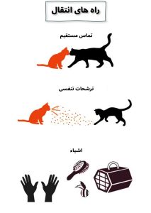 هرپس گربه; از تشخیص تا درمان
