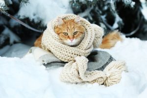 makiandampars - cat cold