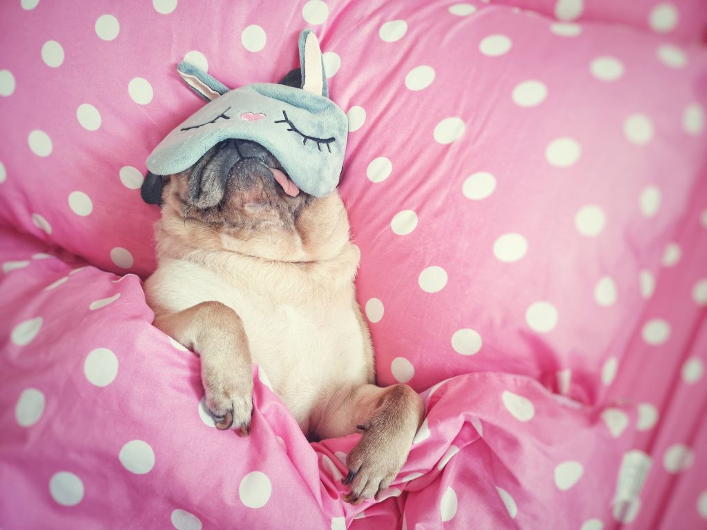 makiandampars - dog lethargy