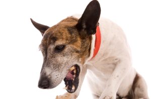 makiandampars - coughing dog