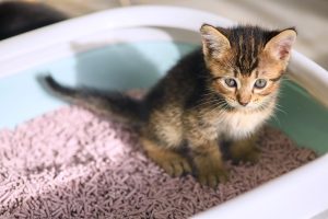 makiandampars - kitten illnesses