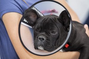 makiandampars - post operative care in dogs