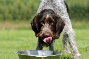 makiandampars - chronic kidney disease in dogs