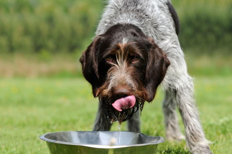 makiandampars - chronic kidney disease in dogs